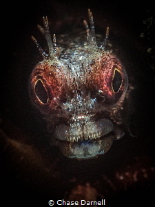 "Glowing"
A close up of a Roughhead Blenny. by Chase Darnell 